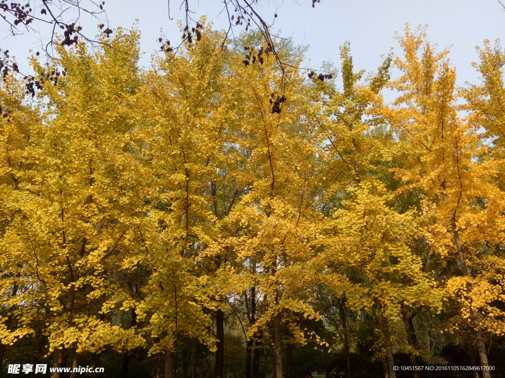 秋季银杏林