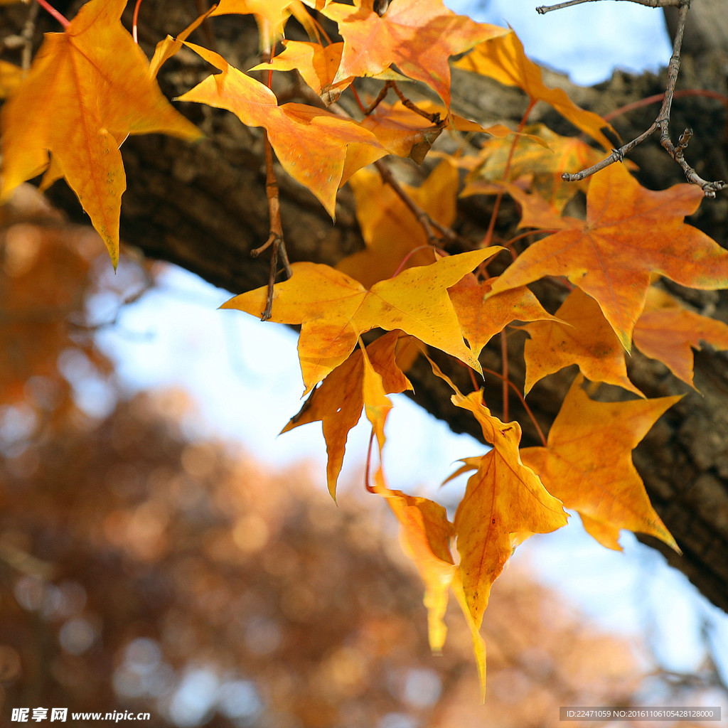 黄枫叶