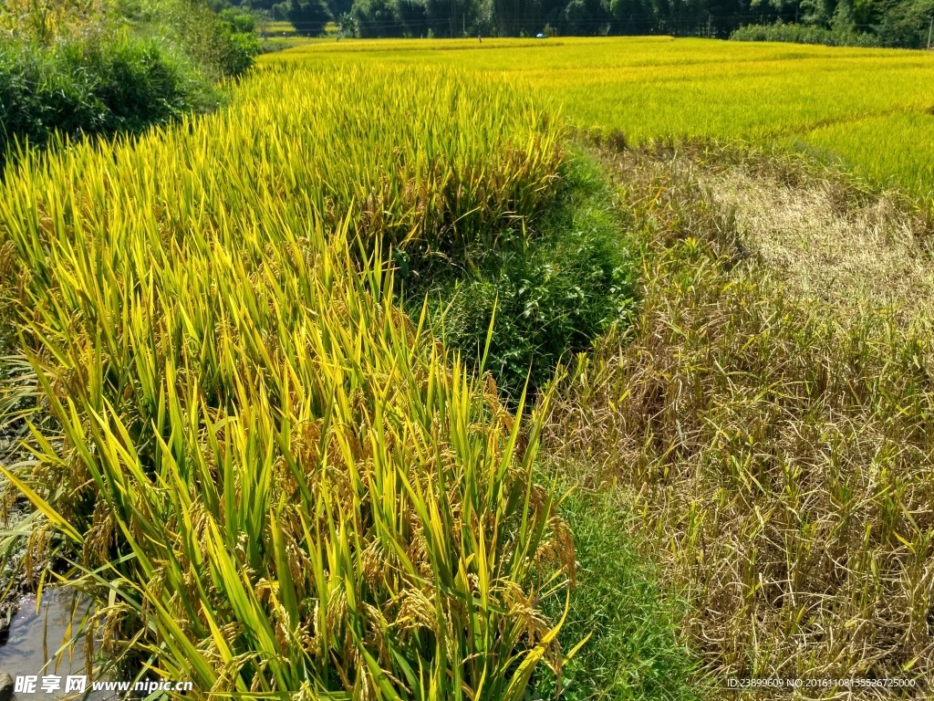 成熟的稻田