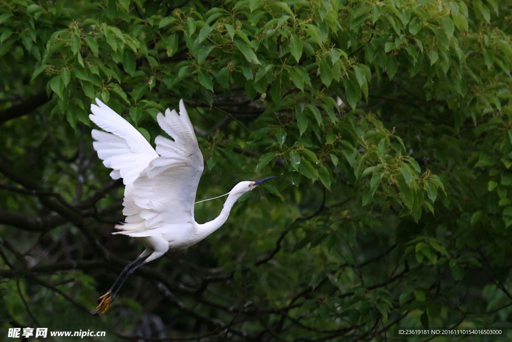 树上的白鹭