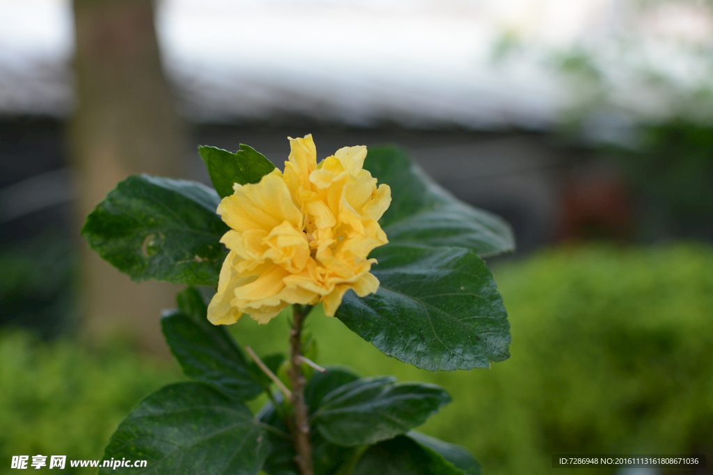 花园   小花  黄色花