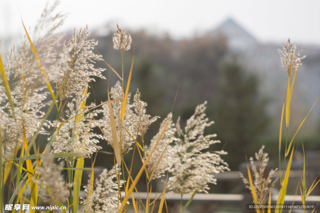 秋天的芦苇