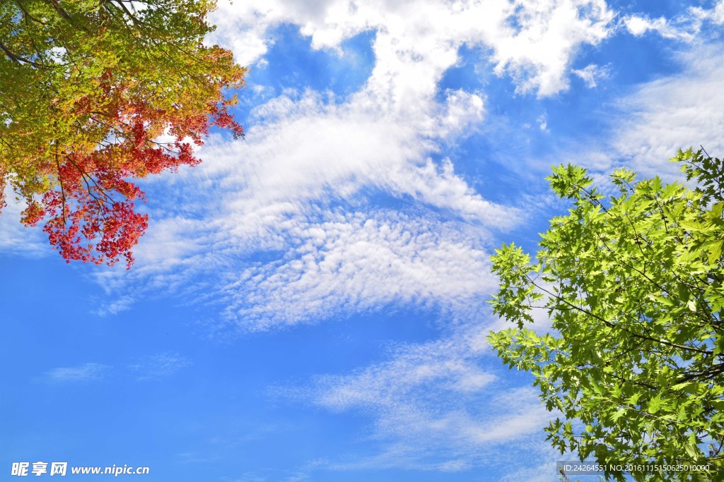 蓝天树叶