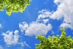 蓝天绿叶