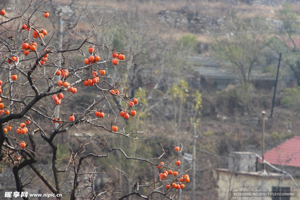 山间柿子树