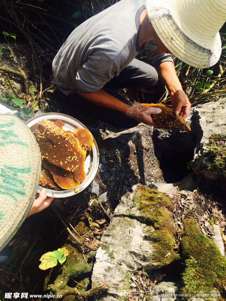 采野生蜂蜜