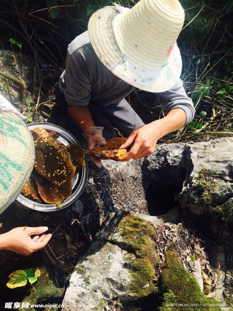 采野生蜂蜜