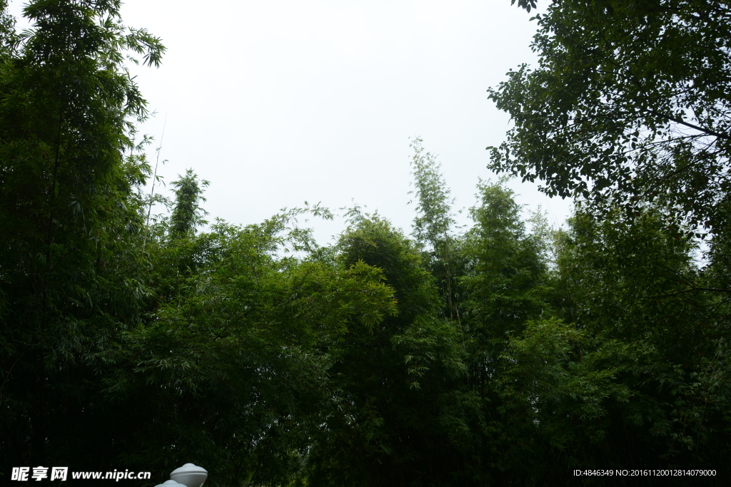 竹林 天空