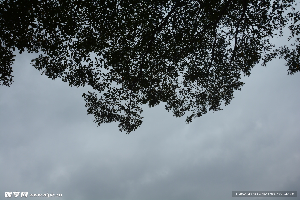 天空 树叶