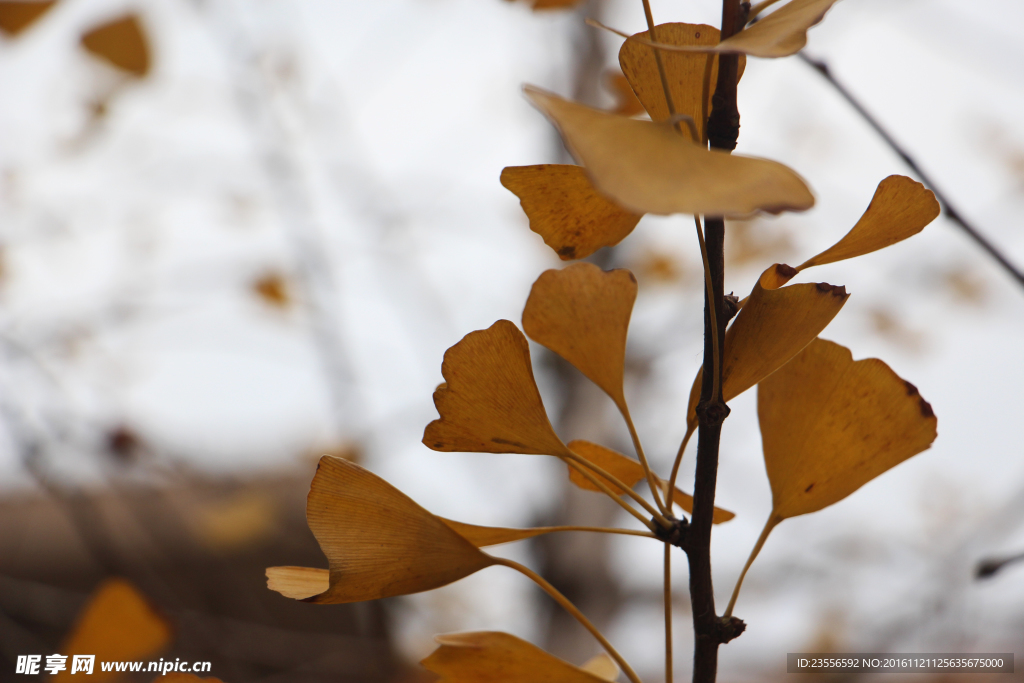 银杏叶