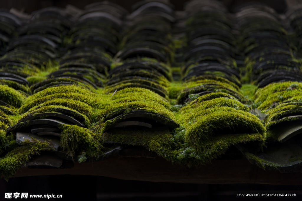 古民居瓦片青苔