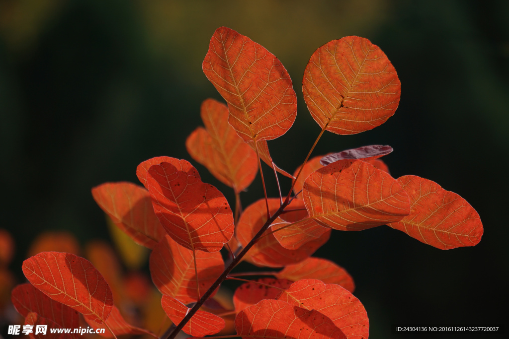 红叶