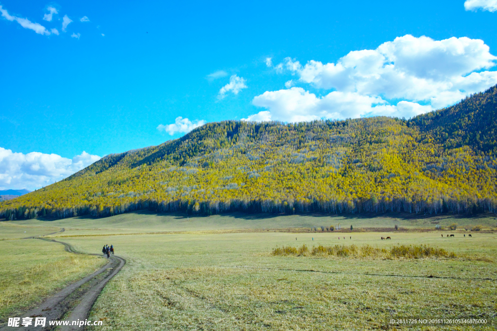 美丽峰桦林草原
