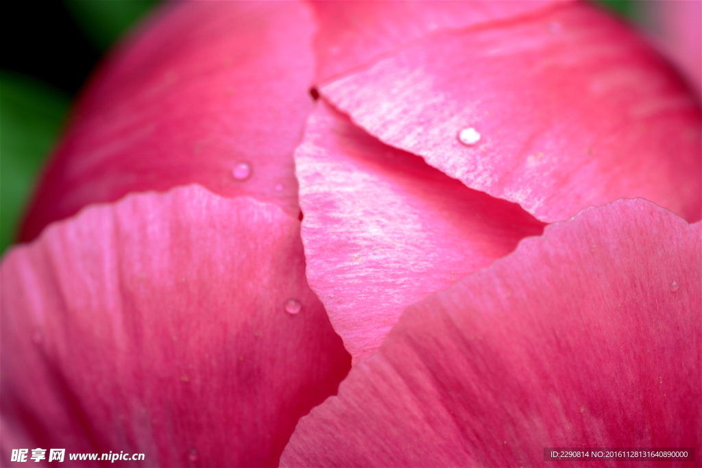 牡丹花 花卉 鲜花 花朵 牡丹