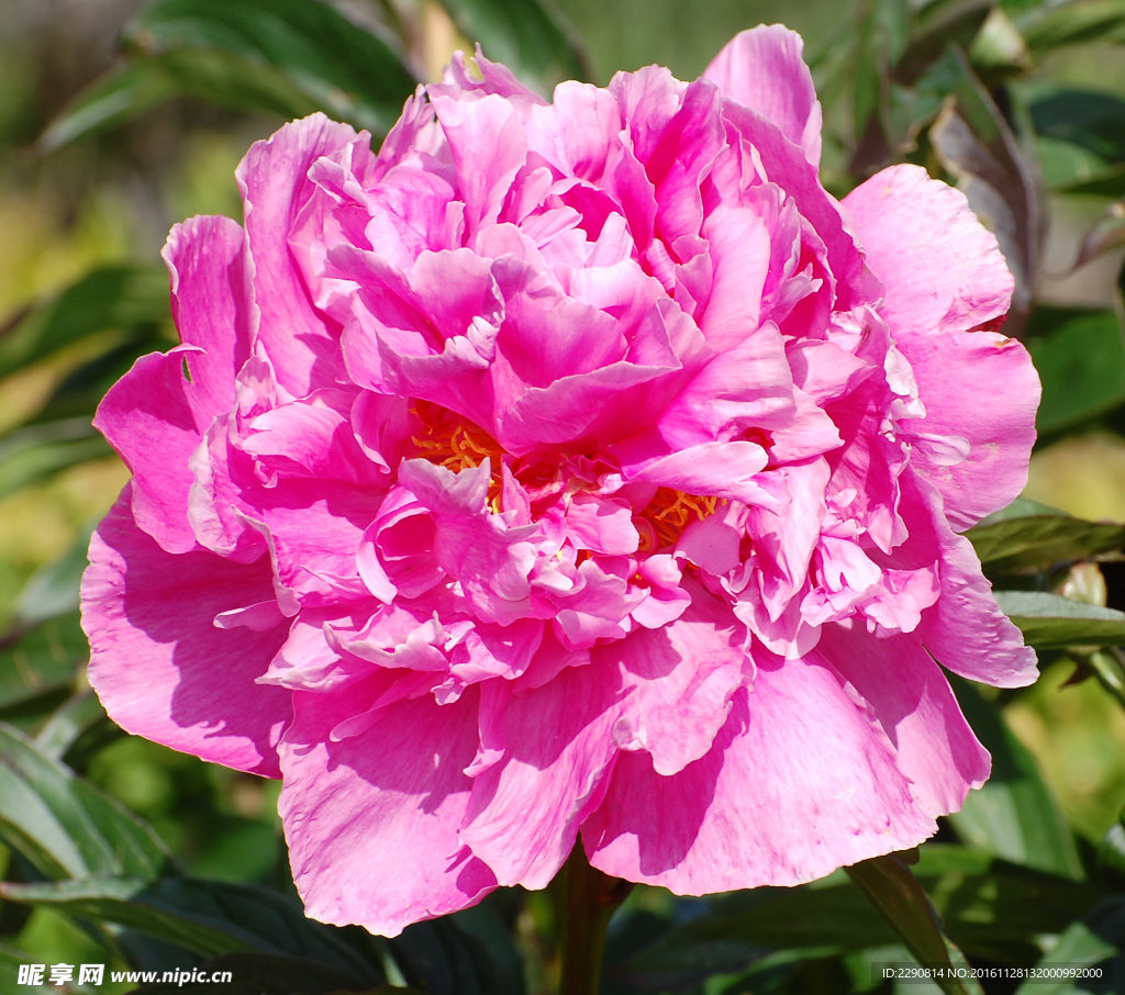 牡丹花 花卉 鲜花 花朵 牡丹