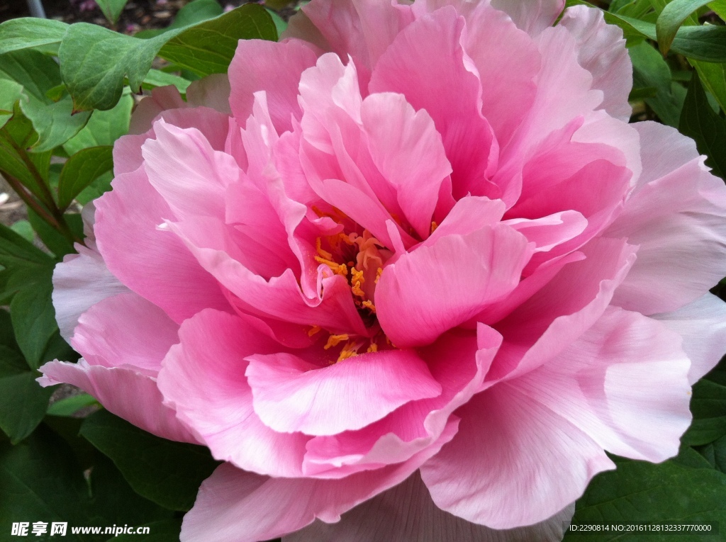 牡丹花 花卉 鲜花 花朵 牡丹