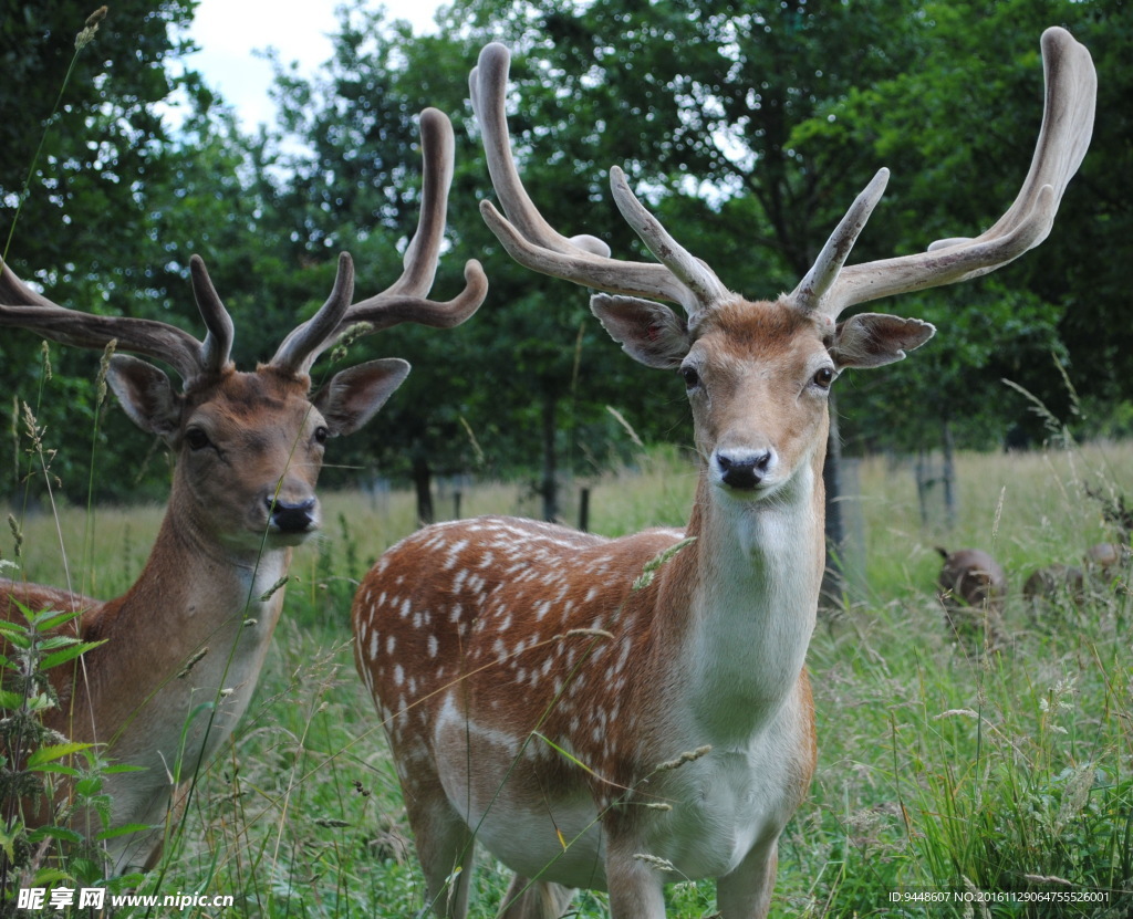 野生梅花鹿图片