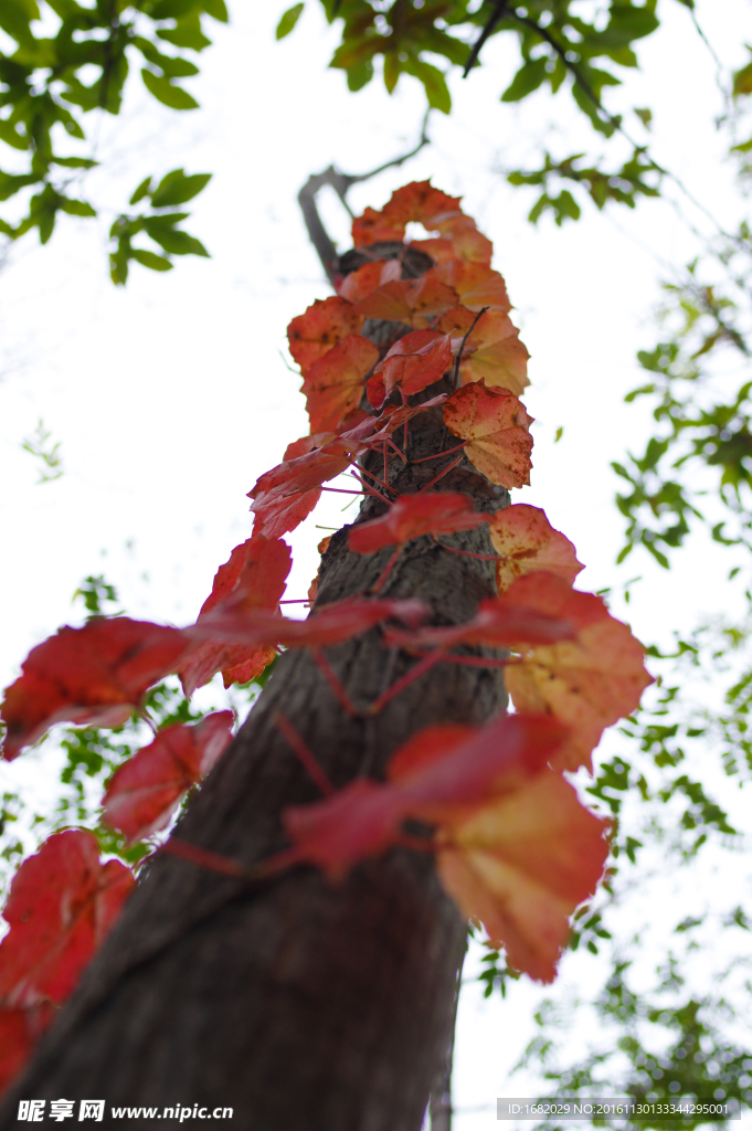 秋天的爬山虎