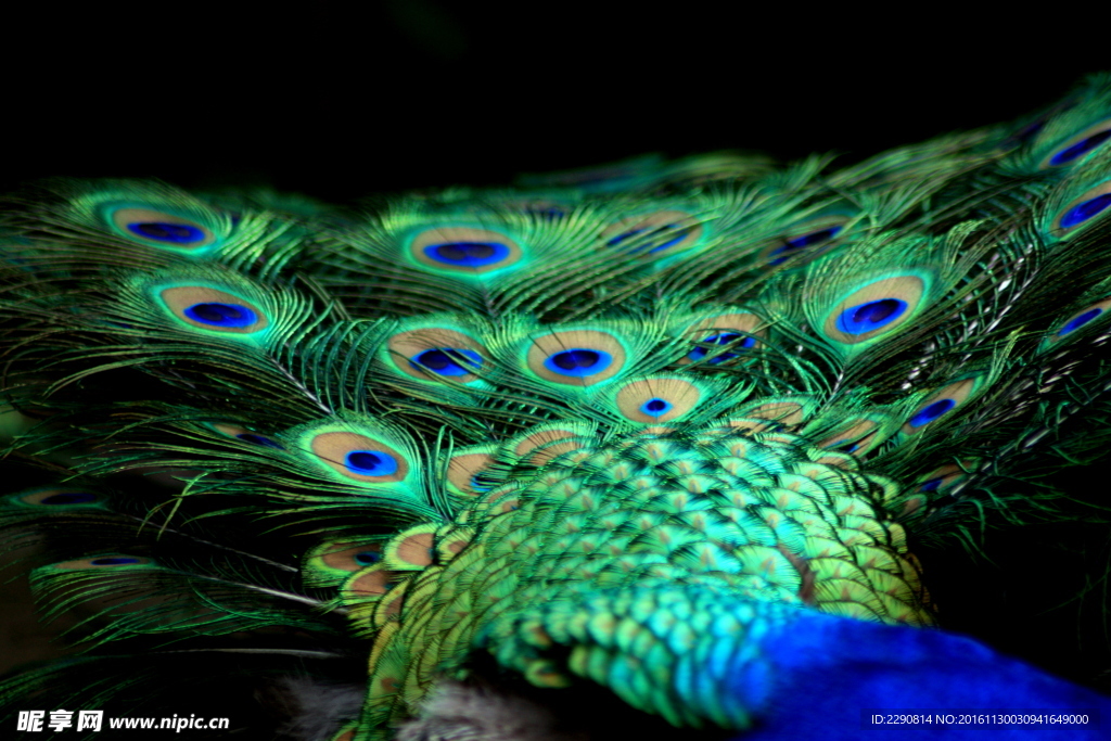 孔雀 动物 华贵 开屏 飞禽