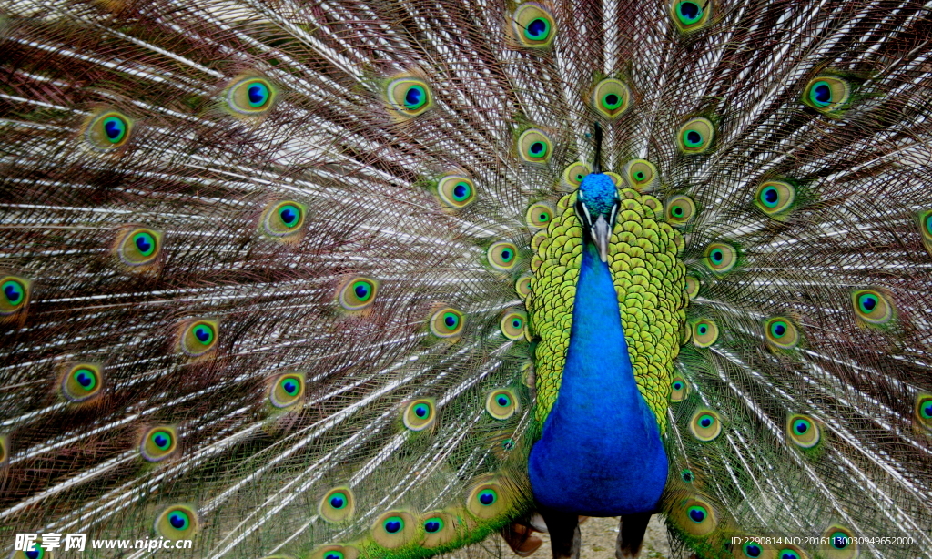 孔雀 动物 华贵 开屏 飞禽