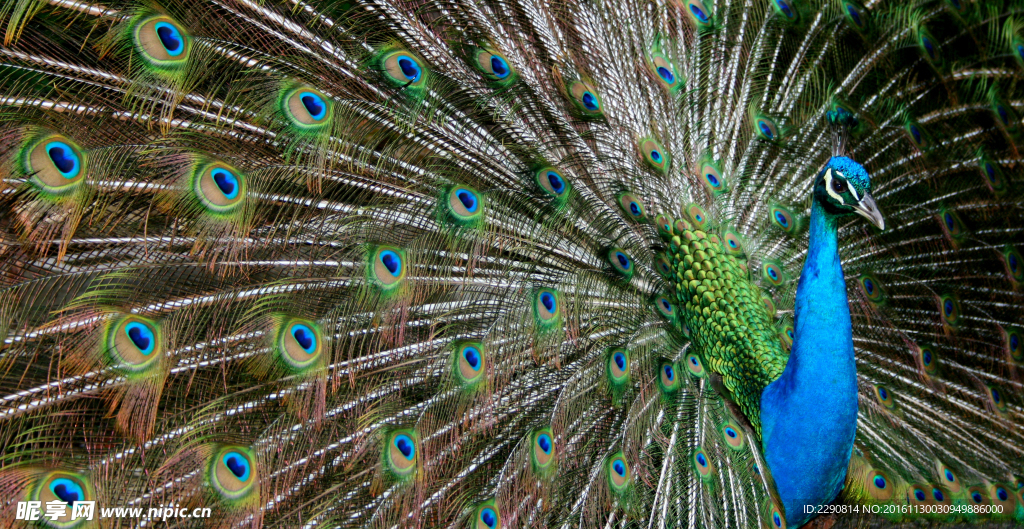 孔雀 动物 华贵 开屏 飞禽