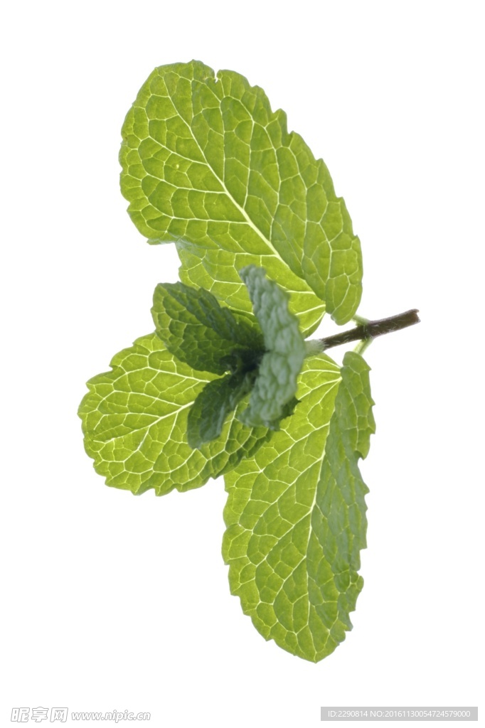 薄荷 薄荷叶 新鲜薄荷 新鲜薄