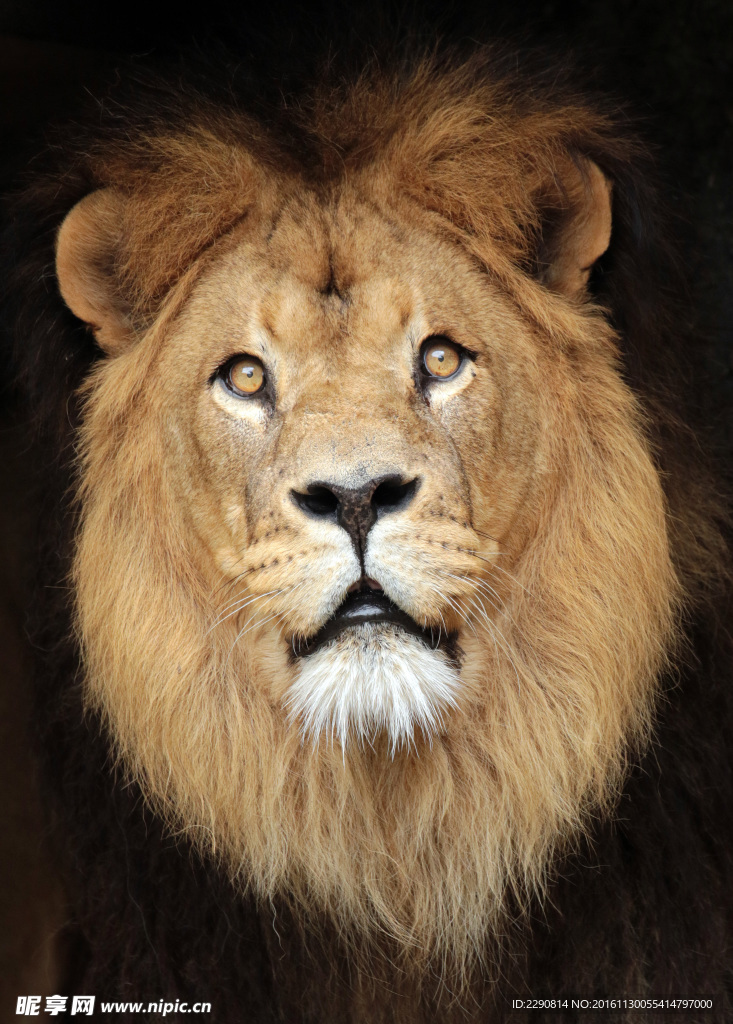 狮子 雄狮 狮 野兽 野生 动