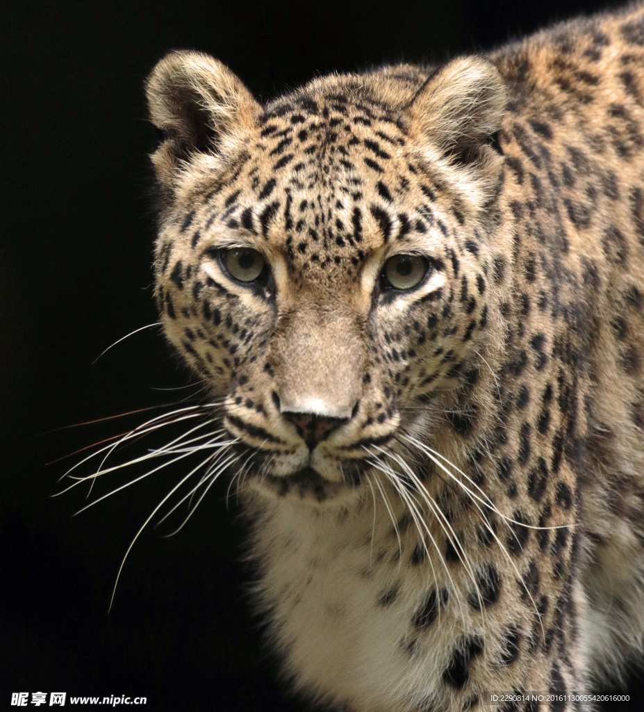 豹子 豹 猎豹 野生豹子 野生