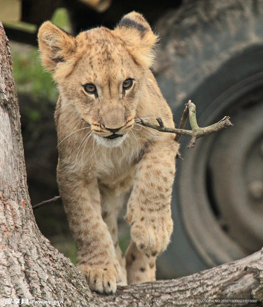 狮子 雄狮 狮 野兽 野生 动