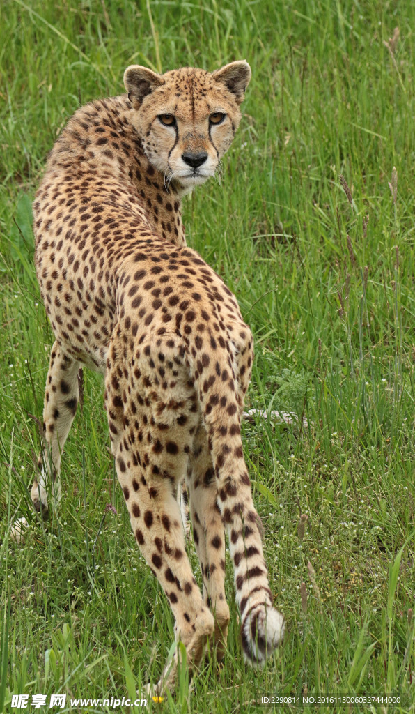 豹子 豹 猎豹 野生豹子 野生