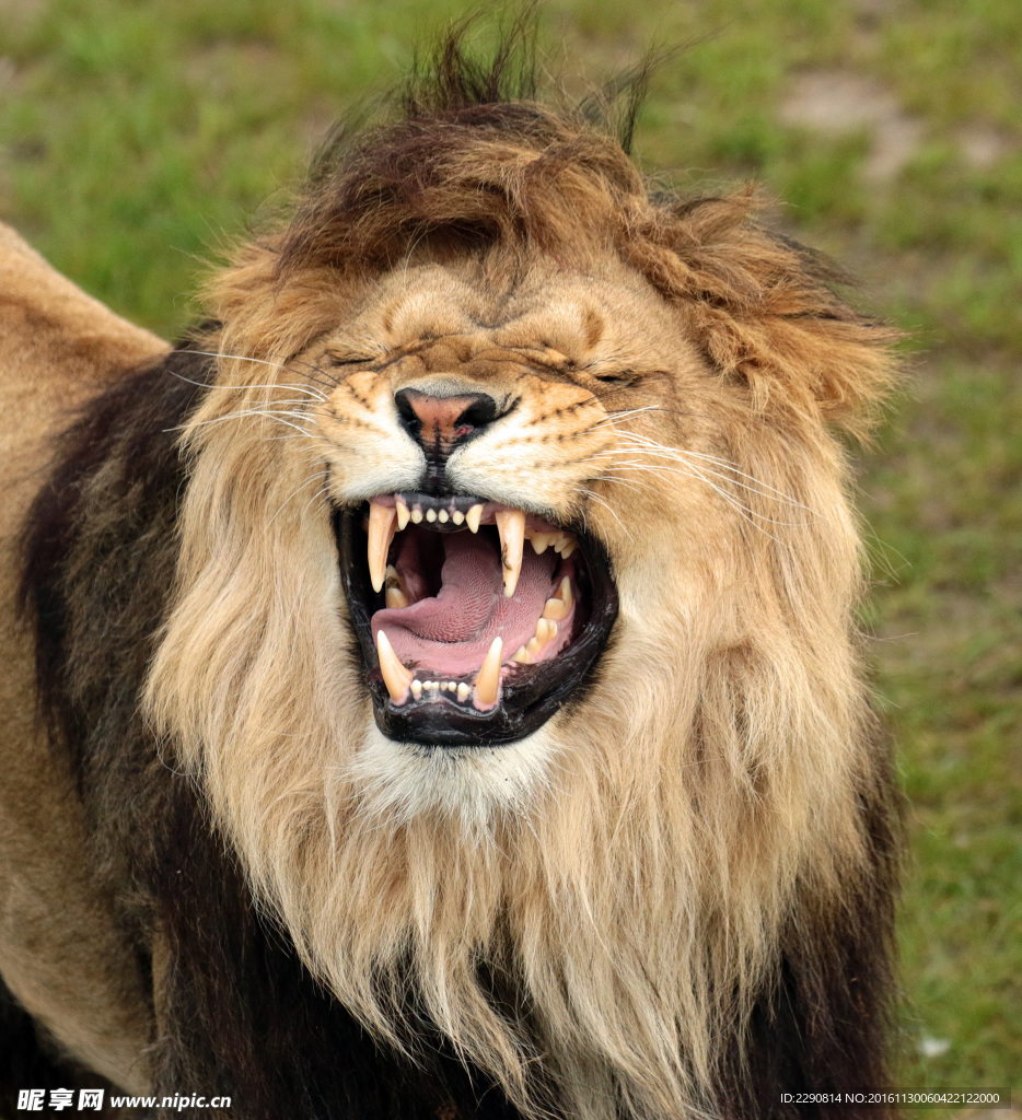 狮子 雄狮 狮 野兽 野生 动