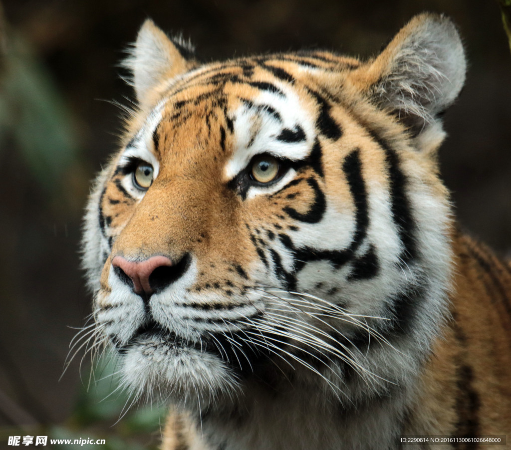 虎 老虎 东北虎 野生 野性
