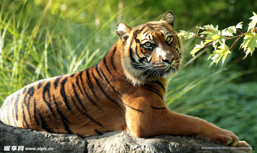 虎 老虎 东北虎 野生 野性