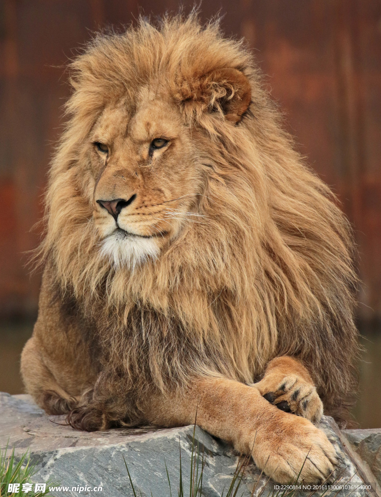 狮子 雄狮 狮 野兽 野生 动