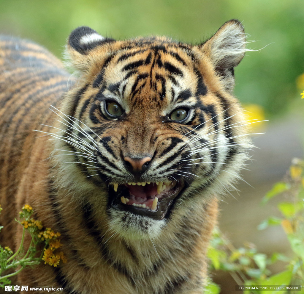 虎 老虎 东北虎 野生 野性