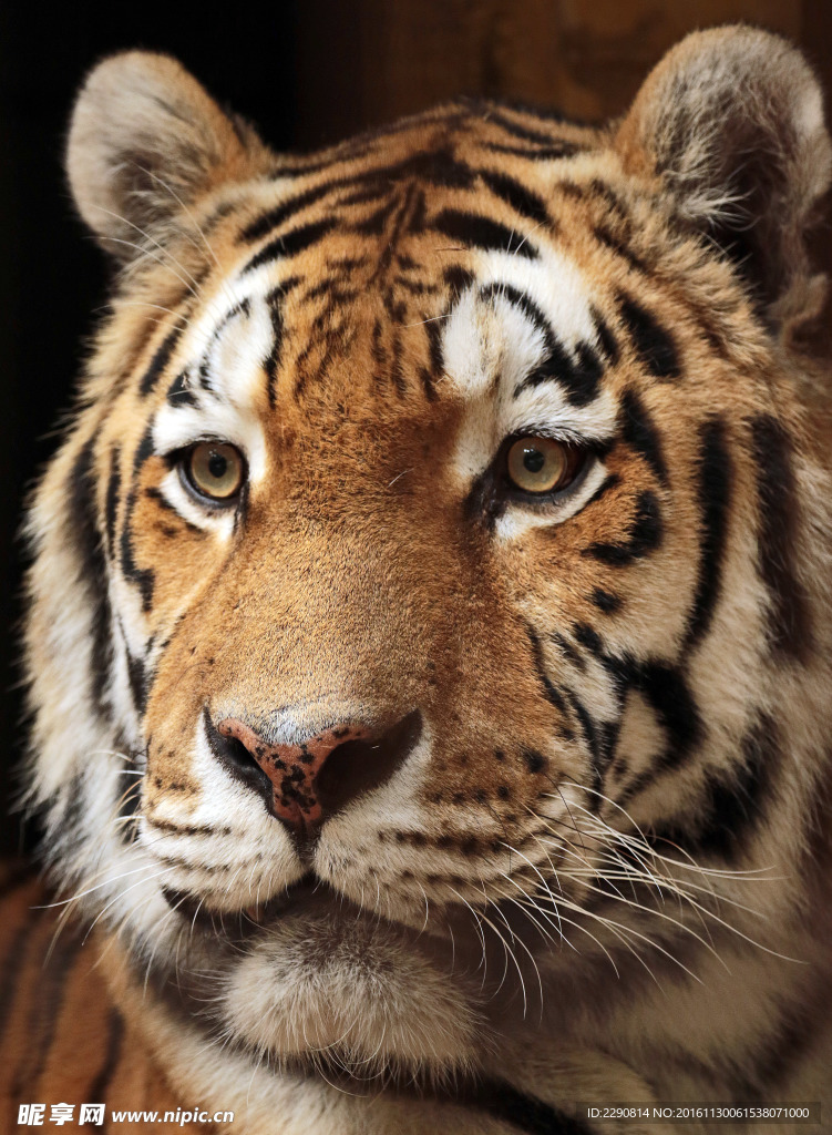 虎 老虎 东北虎 野生 野性