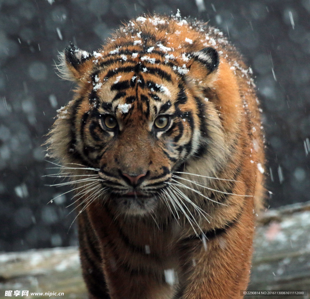 虎 老虎 东北虎 野生 野性