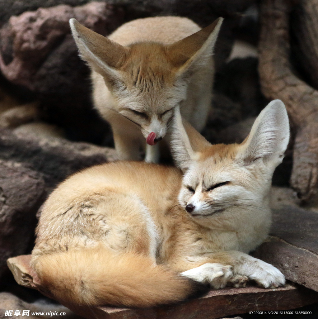 银狐 狐 狐狸 动物 食肉动物