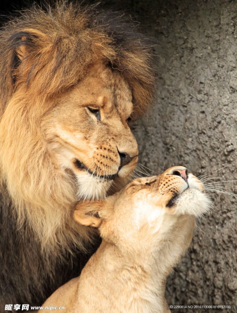 狮子 雄狮 狮 野兽 野生 动