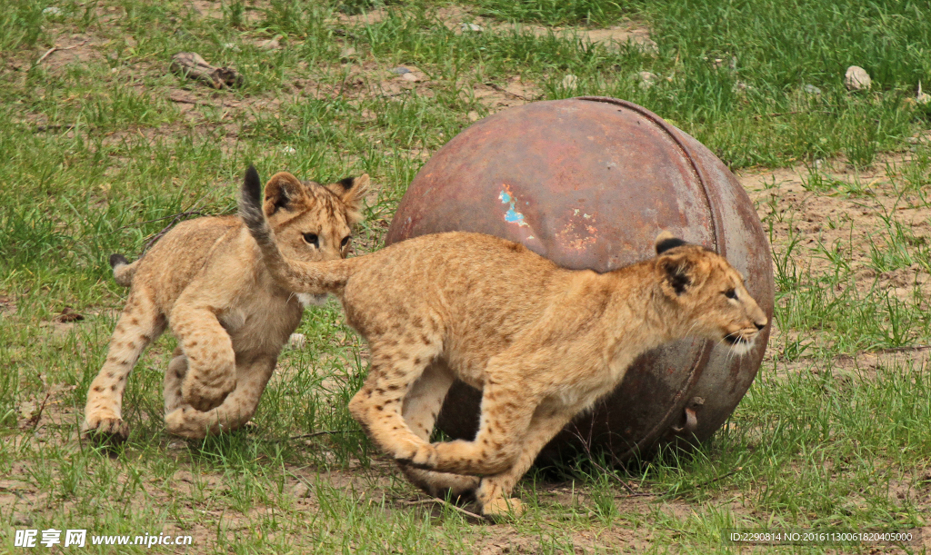 狮子 雄狮 狮 野兽 野生 动