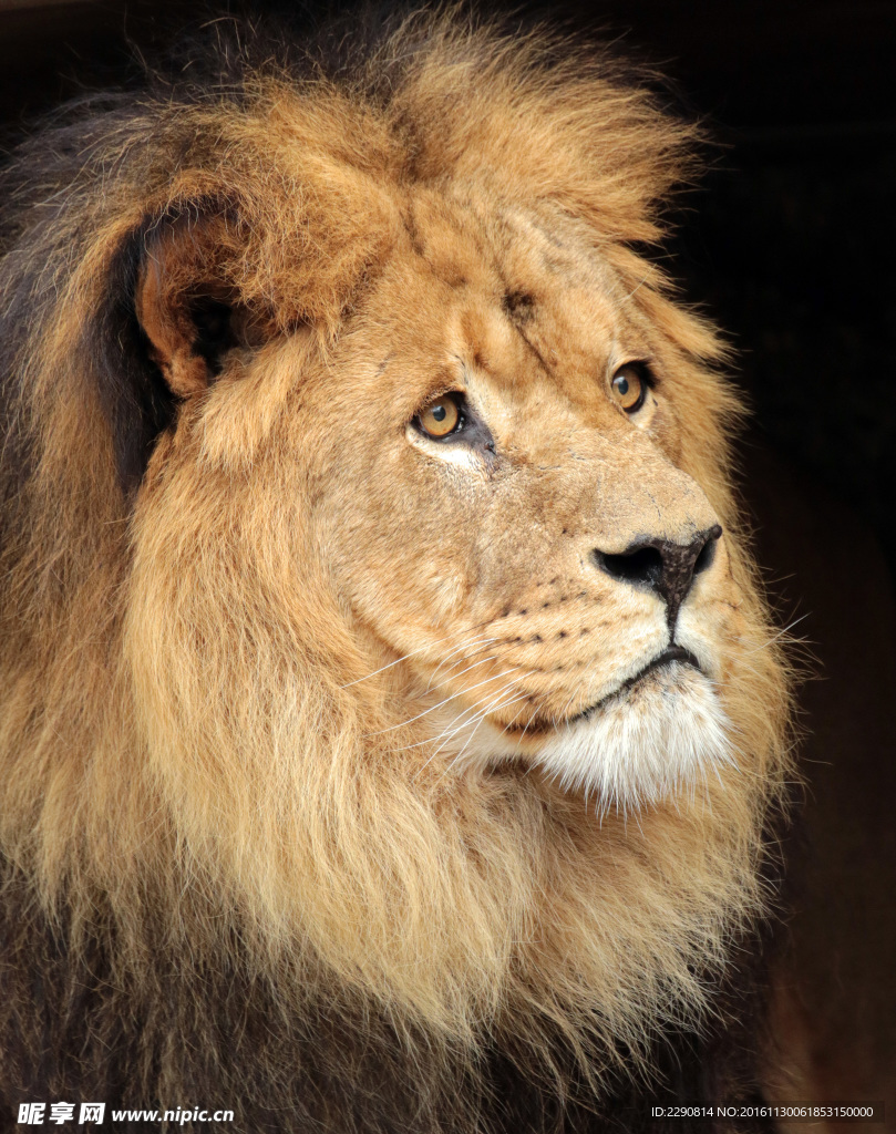 狮子 雄狮 狮 野兽 野生 动