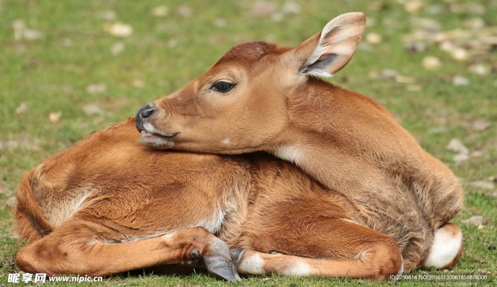 鹿 奔跑 草原 逃亡追击 躲避