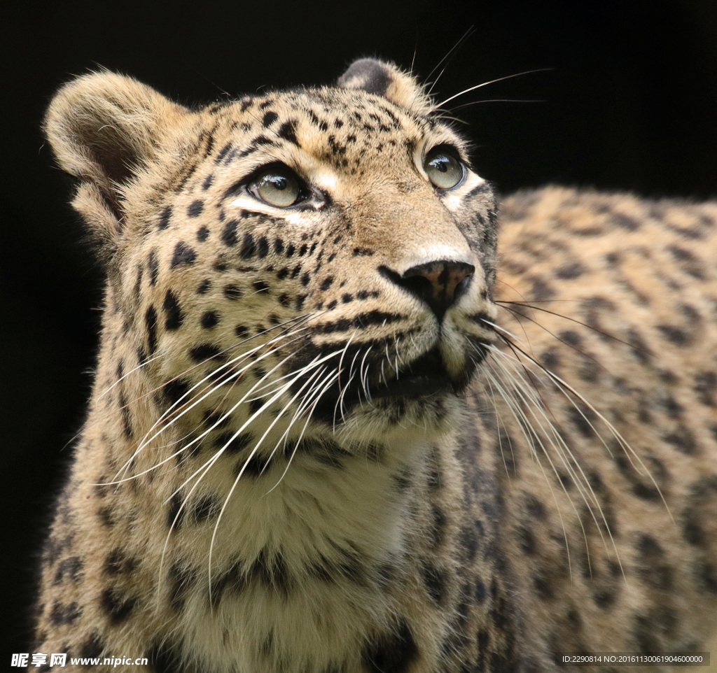 豹子 豹 猎豹 野生豹子 野生