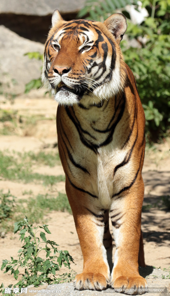 虎 老虎 东北虎 野生 野性