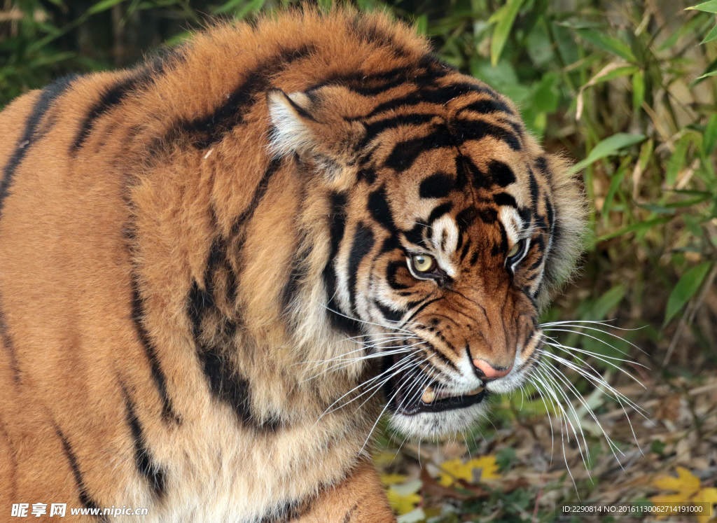 虎 老虎 东北虎 野生 野性