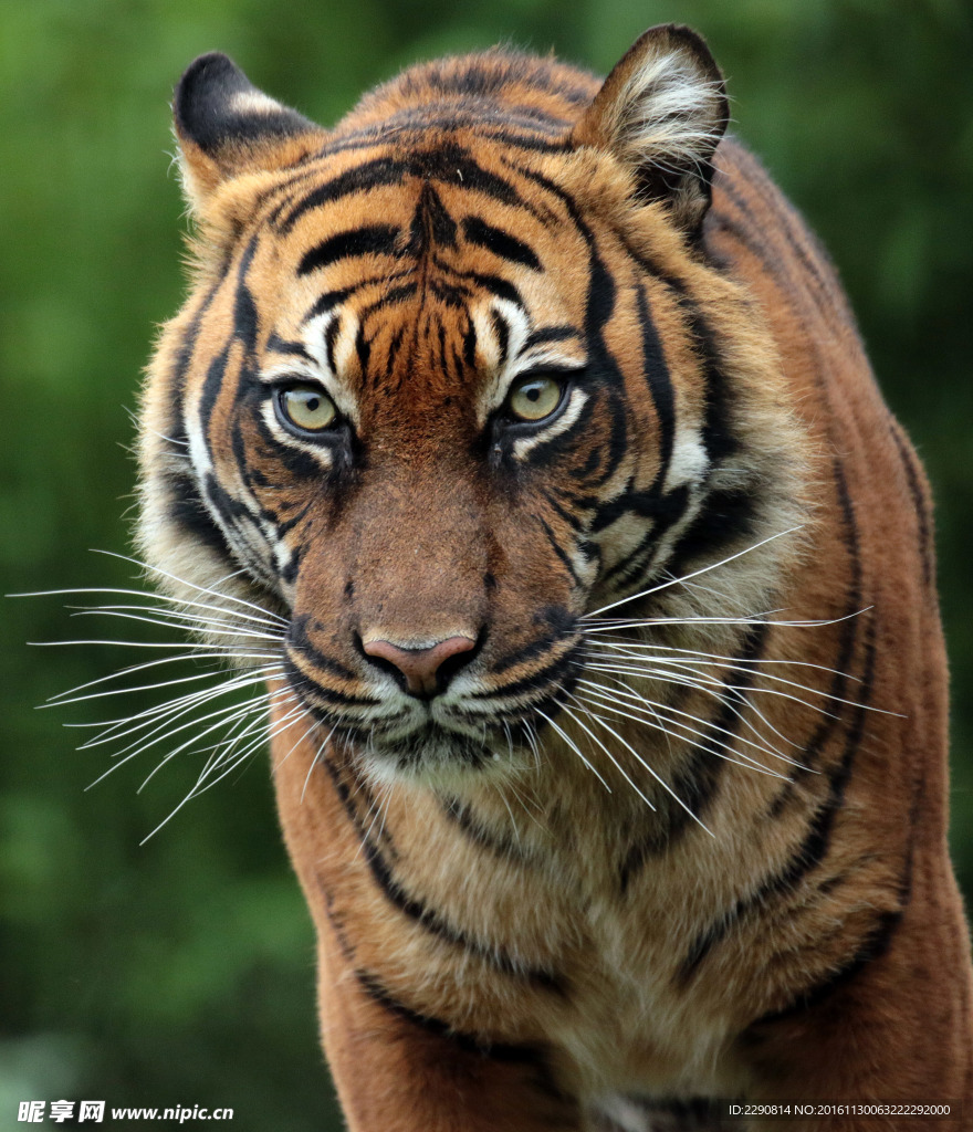 虎 老虎 东北虎 野生 野性