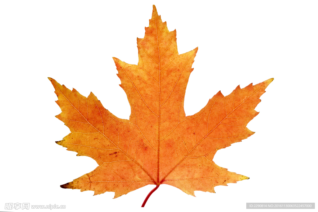 枫叶 树叶 叶子 元宝枫叶