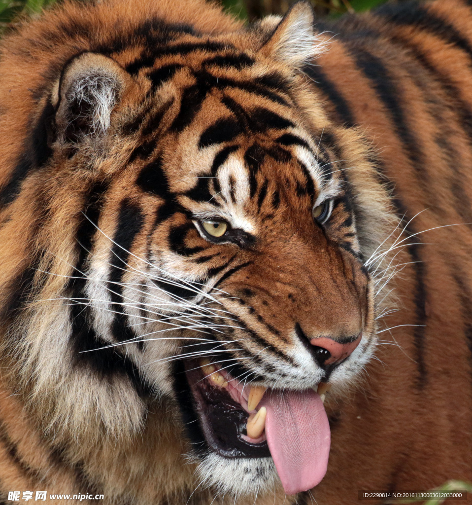 虎 老虎 东北虎 野生 野性