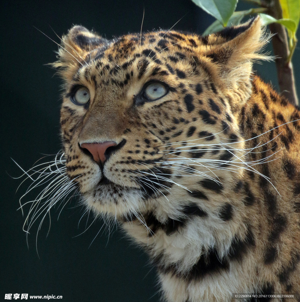 豹子 豹 猎豹 野生豹子 野生