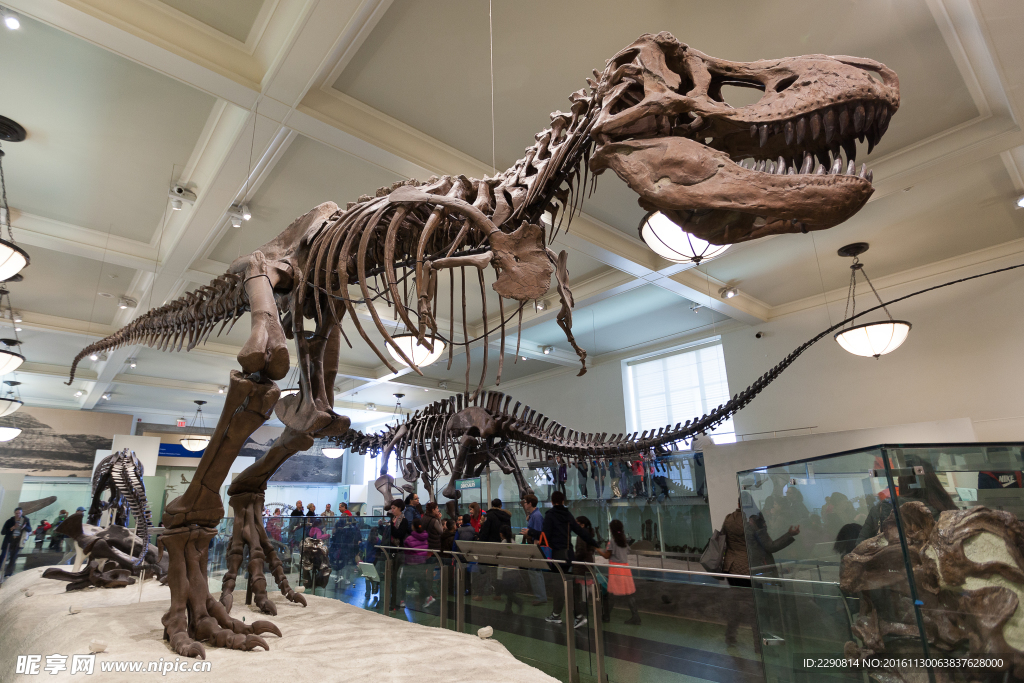 恐龙 考古 化石 灭绝 霸王龙